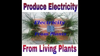 Produce Electricity From Green Plants - How living plants generate Electricity