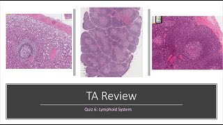 Histology Basics TA Review: Lymphoid System