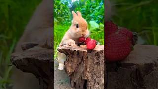 Rabbit #happy rabbit #cute rabbit #so cute rabbit