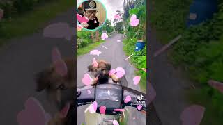 Chở Cún Đi Chơi Cực Dễ Thương - Take The PUPPY on MOTORBIKES - #Shorts