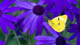 Insecta (40) - Beautiful Butterfly_33