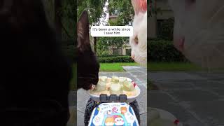 Feeding Stray Cats with a Hidden Camera #cats #cuteanimals #straycats #feeding #hiddencamera #funny