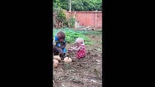 Bibi and Lala dig cassava #monkeybibi #shorts