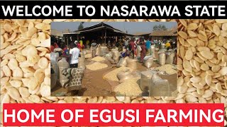 Tour Of Massive Melon Farms In Nasarawa State, Nigeria