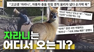 자라니를 욕하지 마세요 |  국내 자전거 교육 상황과 인식