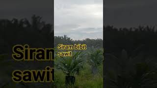 #penyiraman bibit sawit