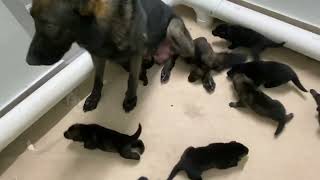 13 Days Old German shepherd puppies |  FIRST DAY WALKING | EYES JUST NOW OPENING