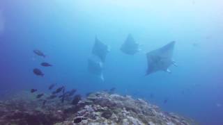 Diving with mantas at Six Senses Laamu