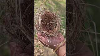 Bird 'sNest found on the ground #Birds#Nest#tamil#yt #birdslover #paapa paattu song #veetlavishesham