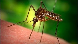 Mira Las Cinco Razones Por Las Que Los Mosquitos ‘Eligen’ Picarte