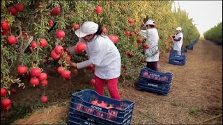 Harvest And Process Millions Of Tons Of Pomegranates   Modern Agricultural Technology