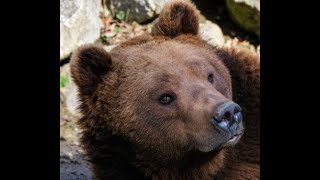 Brown Bear Crushes Russian Hunters Skull