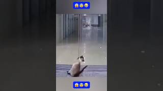 OMG! My breath stopped for a moment || Thank you for saving that poor cat