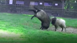 Rhinos VERSUS Buffaloes, Rams And Yaks. What Horned Animals Are Capable Of