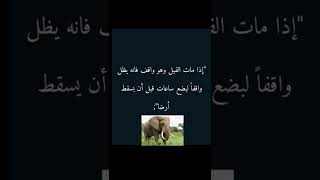 معلومة رقم 2 🐘