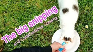 The big snipping (and Catisfactions Creamy)