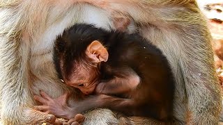 NEWBORN BABY BRIYA LOOKED VERY QUIET AND SADNESS IN MILK ZONE - IS BABY MONKEY GOING TO BE OK?