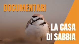 La casa di sabbia - Documentario sul monitoraggio del fratino