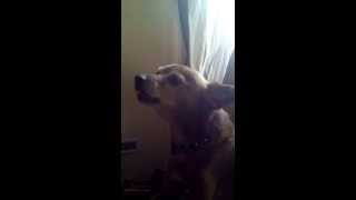 Bijou chien qui chante