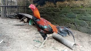 Ayam Bangkok Indukan Super