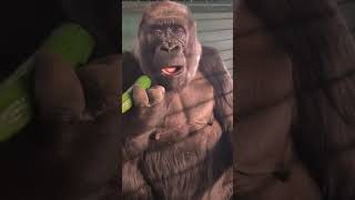 Gorilla's Gourmet: A Delicious and Nutritious Zucchini Feast!