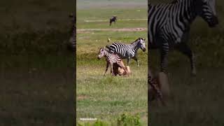 Lionesses killed new. born baby zebra #shorts #lionessesvsbabyzebra