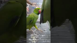 nice green parrot 😄🦜🦜 #birds #lovebirds #birdslover #birdss