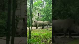 SO BIG!!!🦏🙄 Rhino at Zoo. #wildlife #zoo #rhino#