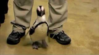 Penguin Treatment Before and After.mov