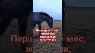 жеребец 6 мес, першерон,  продаётся! 89600723983 ,Республика Татарстан Казань 89600723983