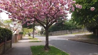 London walk: Lock down walk Southborough – South West London/Surbiton/Surrey - narrated walk