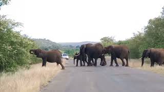 #South Africa -#Herd of Elephant Crossing the Road #Kruger National Park