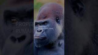 memahami fakta tentang gorilla