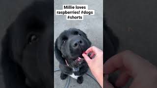 Sorry we’ve been away! Nursing an injury, but new video coming soon! Here’s Millie! #shorts #dogs