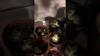 Succulent Propagation Day 29