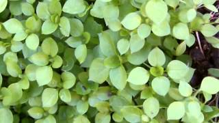 Wild plant food journey's # 21Chickweed - Stellaria media