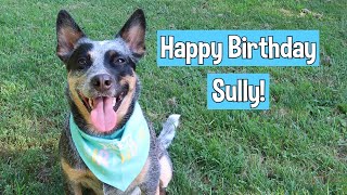 Happy Birthday Sully!