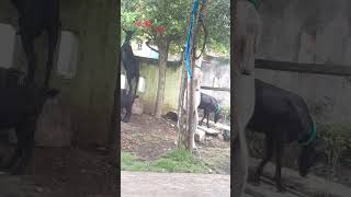 Tanaman Ini Menarik Perhatian Kambing || KOMPAK TARAKANI