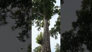 Old Sycamore Tree# Palace of Shaki Khans# sahaki# Azerbijan.