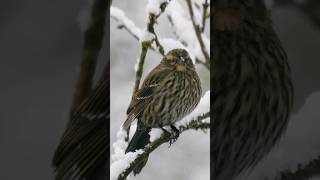 Female red-wing blackbird in the snow. #nature #birds