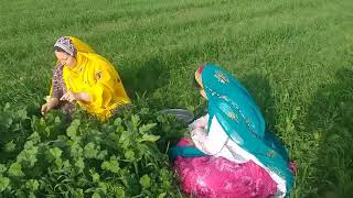 Rural life in Iran:Cooking strange food with wild vegetables!!