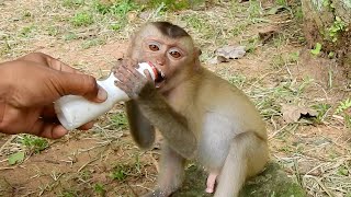 Poor monkey Rojo is eating milk until full and start his good activity with other member