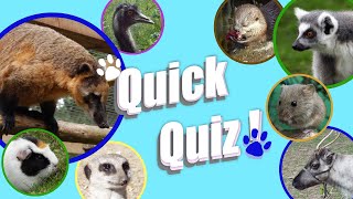 Quick Quiz: Coati!