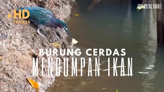 Wow!! Burung Cerdas, mengumpan ikan#Short