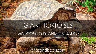 Visiting the giant tortoise breeding centres of The Galápagos Islands, Ecuador