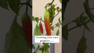 I never dreamed that growing peppers could be so much fun.￼￼