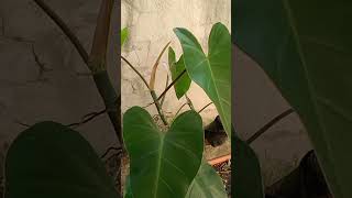 PHILODENDRON DOMESTICUM #philodendron #shorts