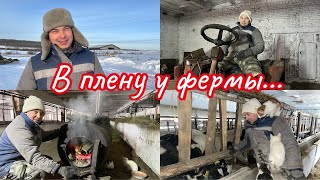 Работа на ферме .Откорм быков .Чистка навоза .Farm work .Fattening of bulls .Manure cleaning