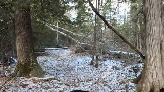 More Trail Clearing (Clip 2 of 2)..Big Balsam Deadfall Cleanup...Also...Tour of the Trails - Part 13