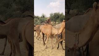 camel love season #shorts  #shortvideo  #youtubeshorts